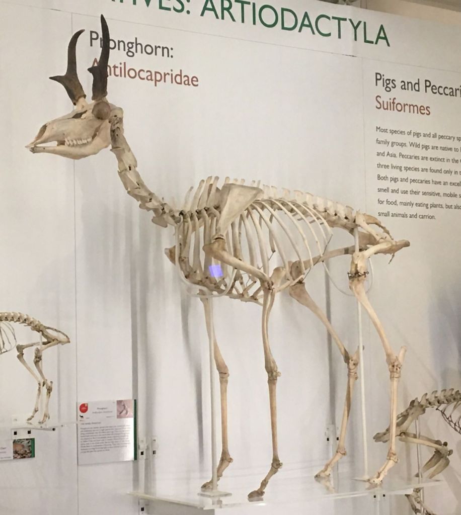 Pronghorn skeleton