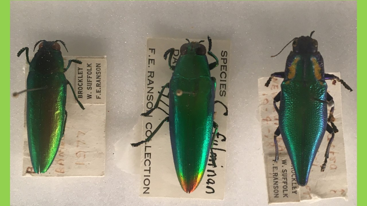 Three jewel beetles