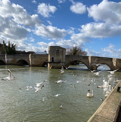 St Ives bridge and chapel, with swans and sea gulls in the foreground