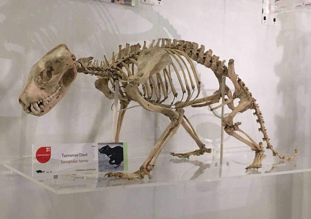 Tasmanian devil skeleton