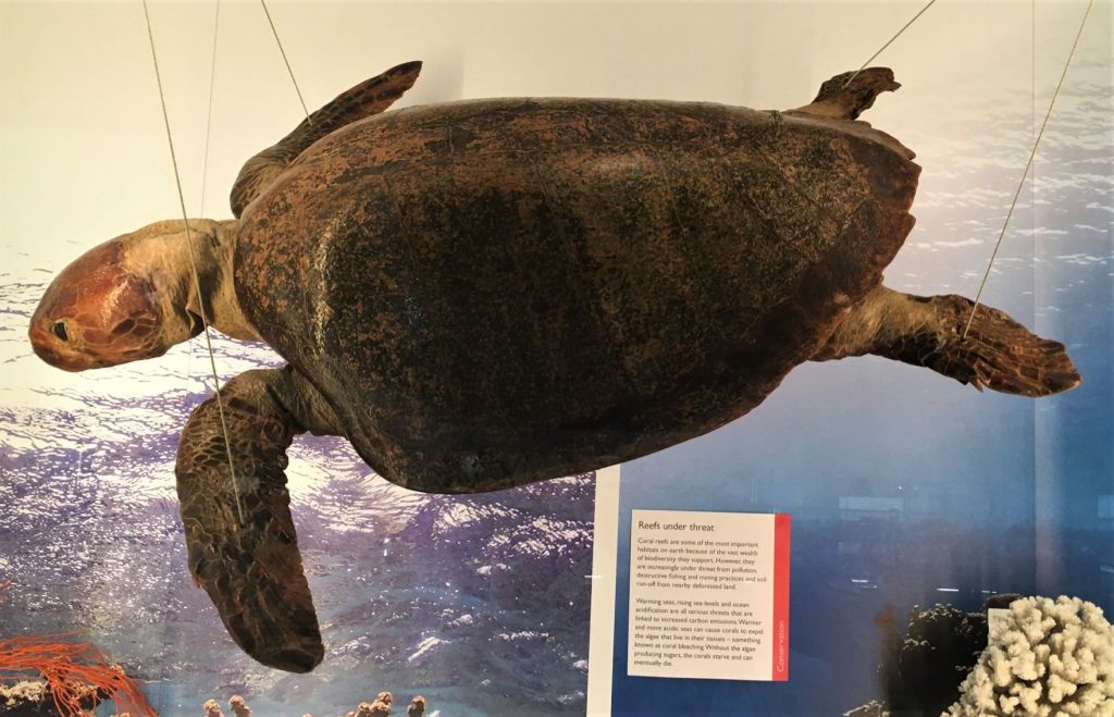 Green Turtle specimen