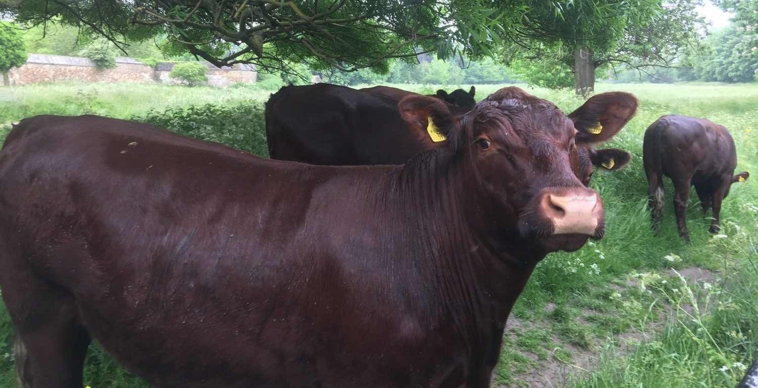 Dark brown cow looking to camera