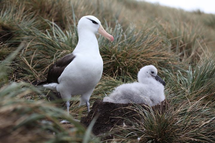 Black-browed albatross and chick