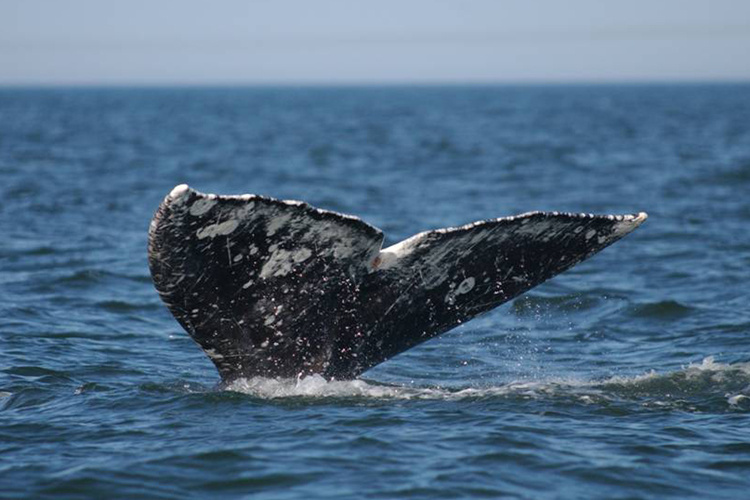 Grey whale tail