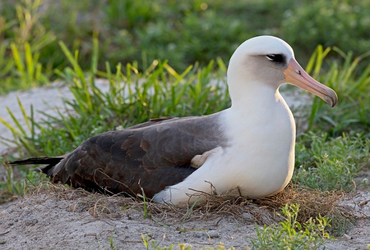 Oldest-known breeding albatross