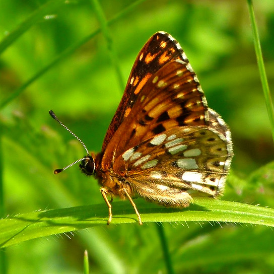 Duke of Burgundy Butterfly at rest on a blade of grass