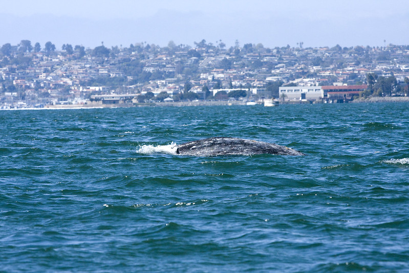 Grey whale in the Port of San Diego, California.