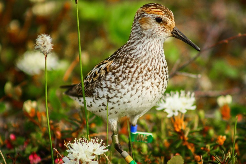Banded western sandp