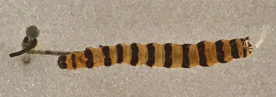 Cinnabar moth caterpillar