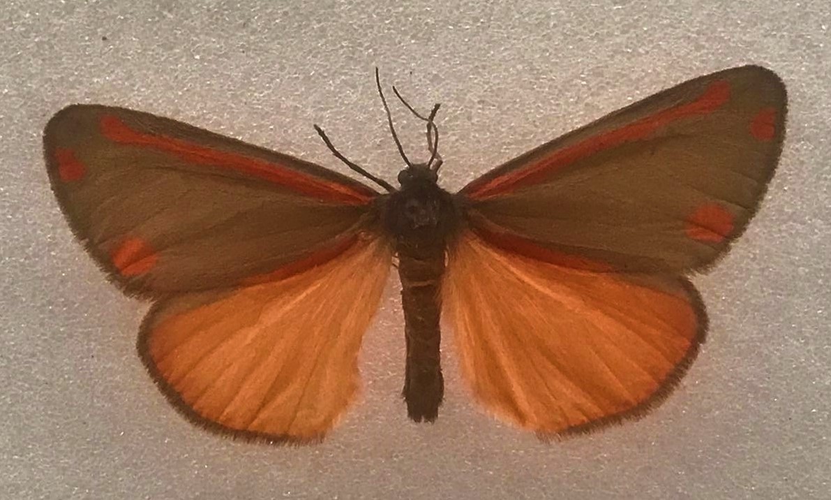 Specimen of a Cinnabar moth with wings open