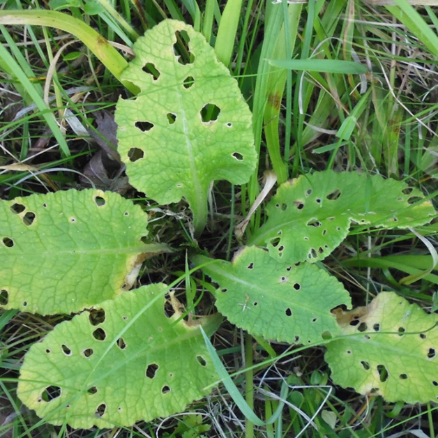 Foodplant of Duke of Burgundy caterpillars showing signs of feeding