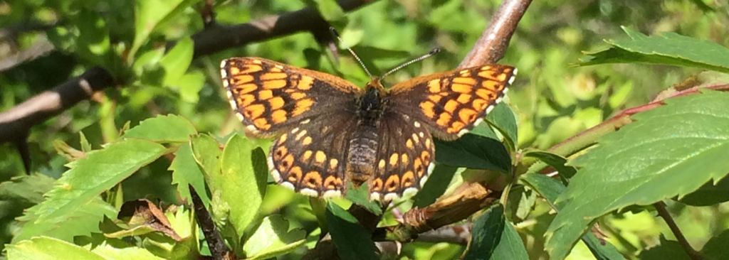 Duke of Burgundy Butterfly