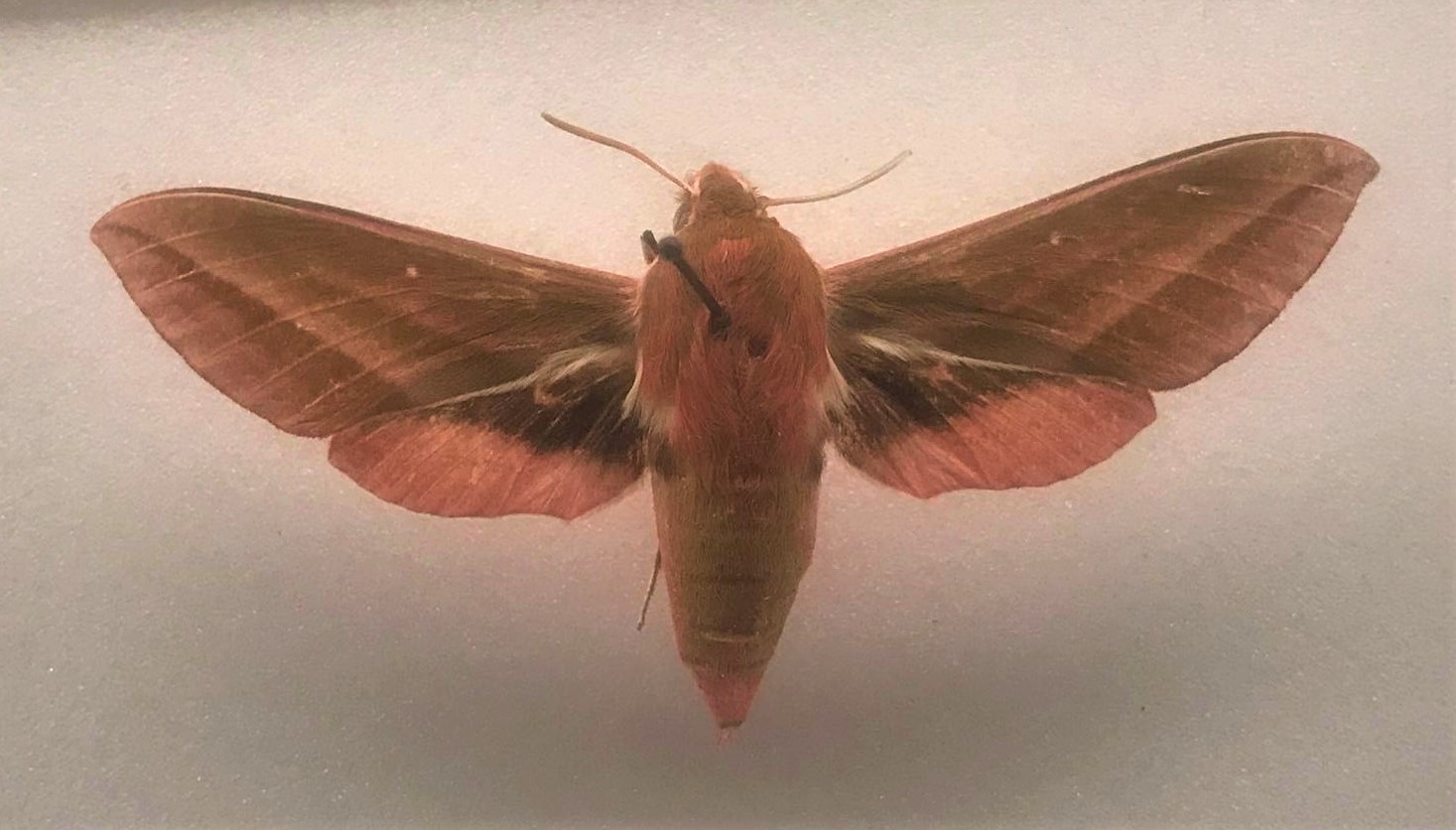 Elephant hawk moth