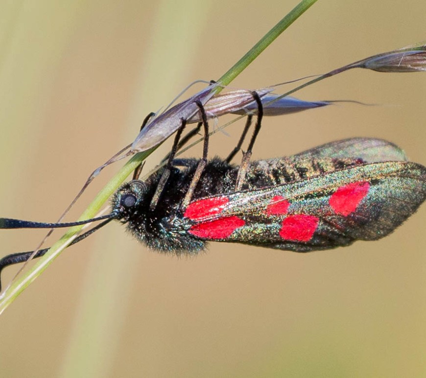 Five-spot burnet moth