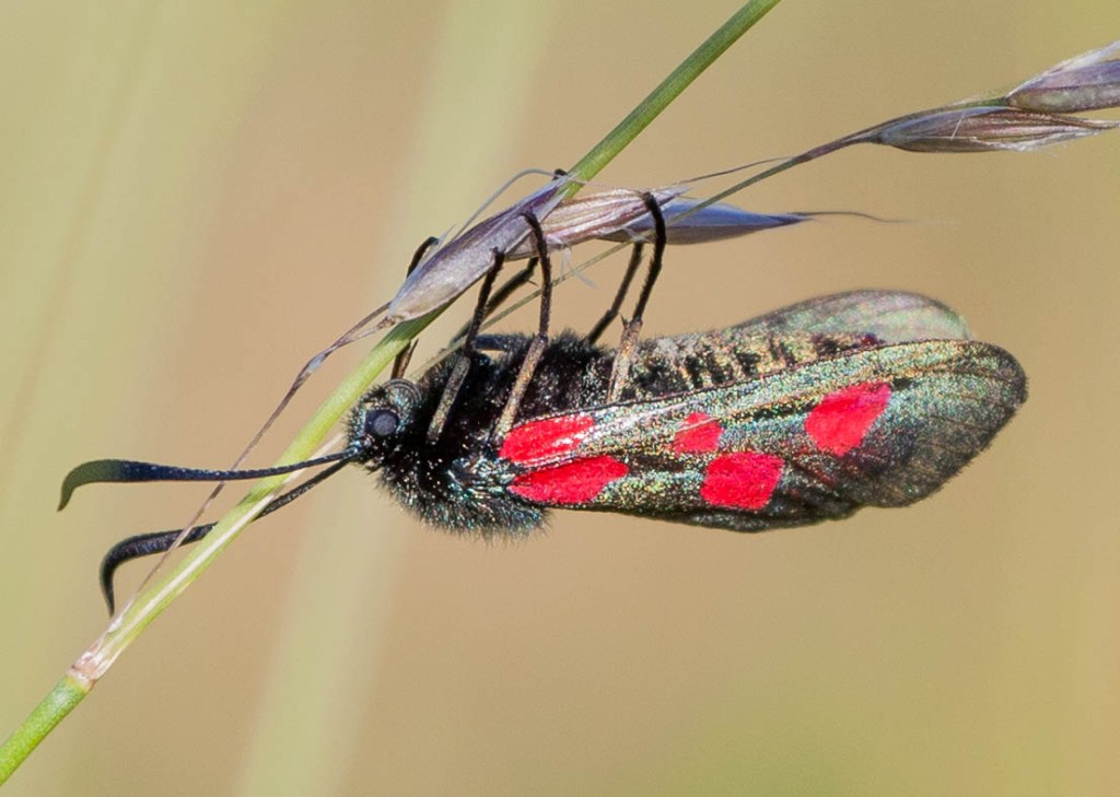 Five-spot burnet moth