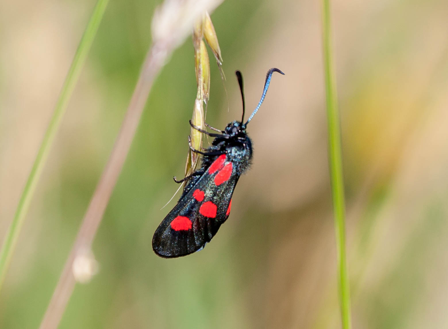 Five-spot burnet moth