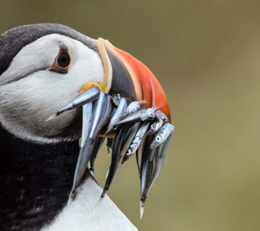Atlantic puffin with beak full of sand eels