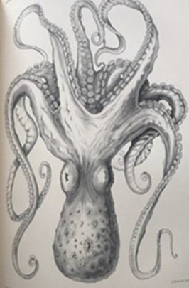 Illustration of an octopus