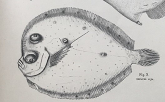 Illustration of a flatfish