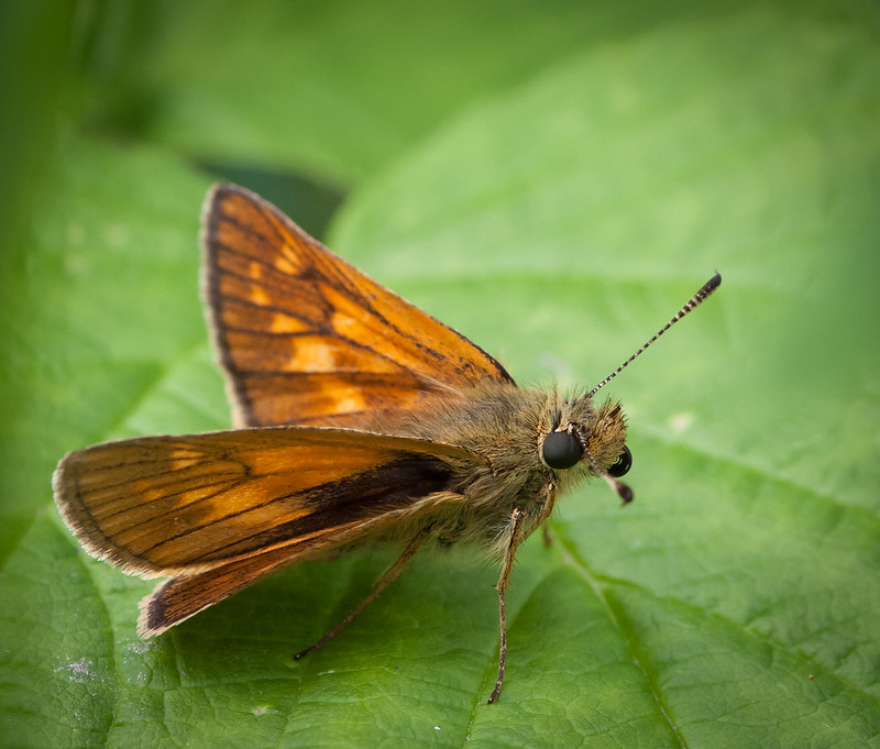 Large skipper butterfly at rest