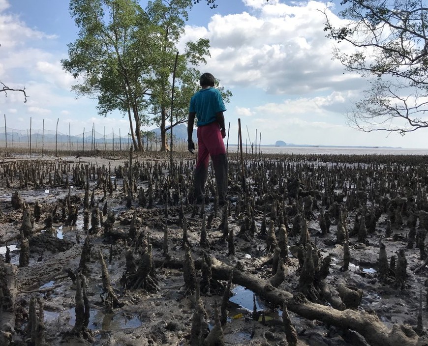 Aerial roots of mangrove trees