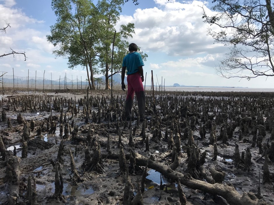Aerial roots of mangrove trees