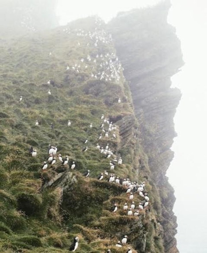 Puffins on a cliff