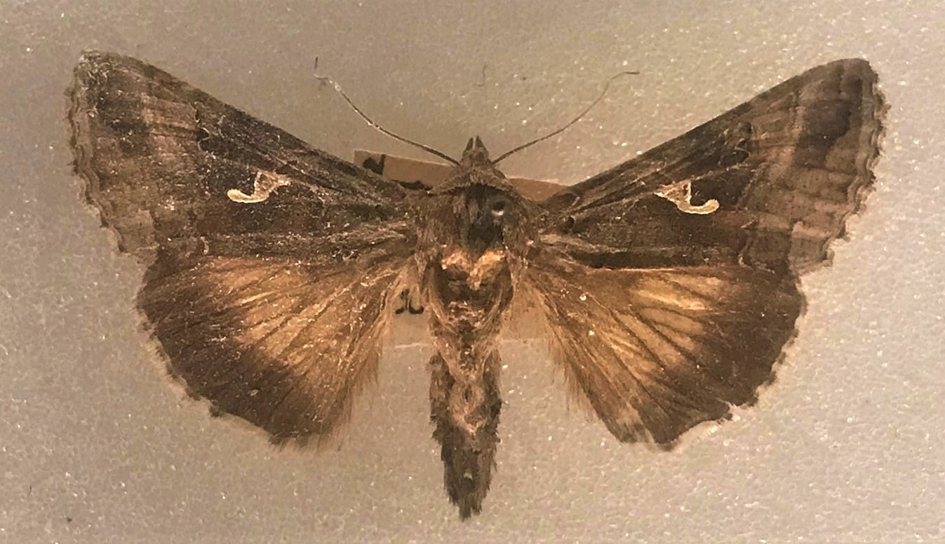 Silver Y moth