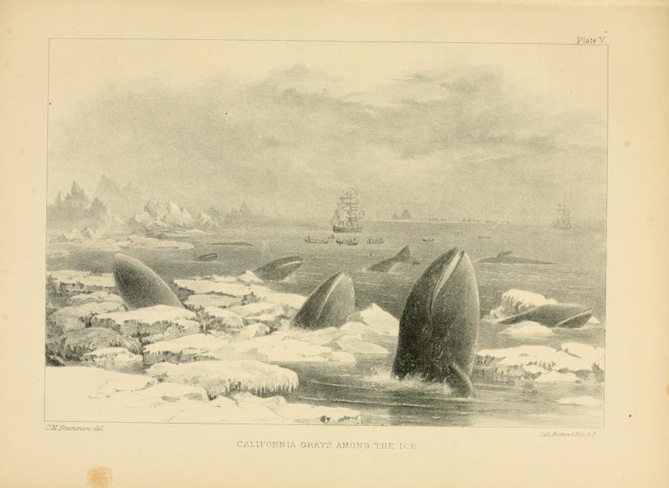 Historical illustration of grey whales eating in icy waters.