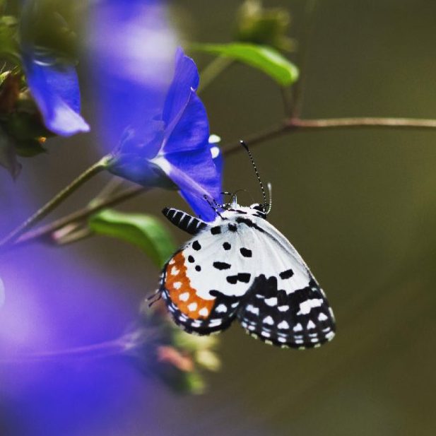 A khasi red pierrot butterfly hangs from the bottom petal of a blue flower