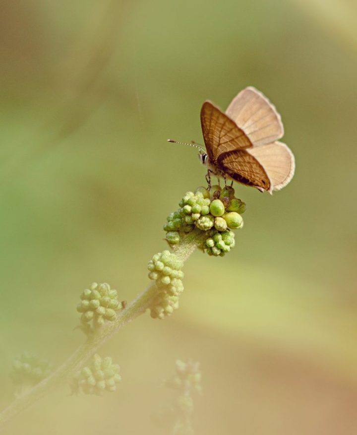 Indian common lineblue butterfly sitting on cluster of seed pods atop a stem