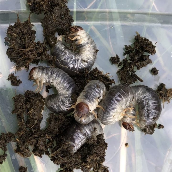 Six dung beetle larvae found in cowpat by Matt