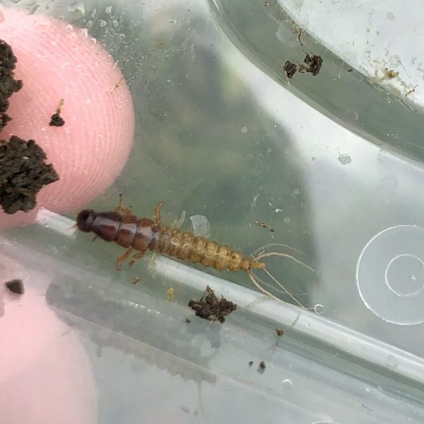 Rove beetle larvae found in cowpat by Matt