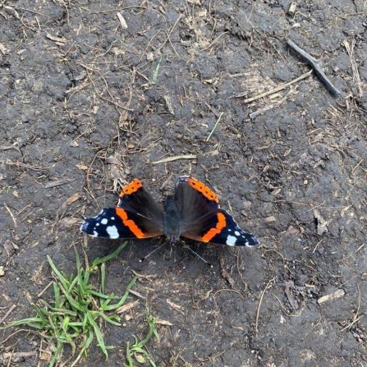 Red admiral basking on bare earth