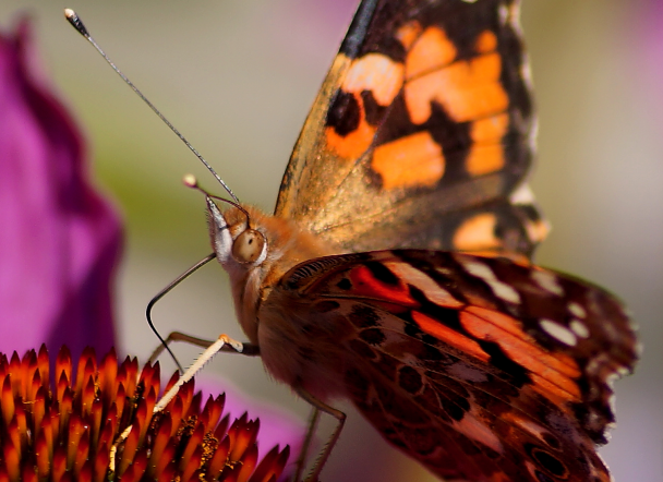 Painted lady nectaring from a Coneflower