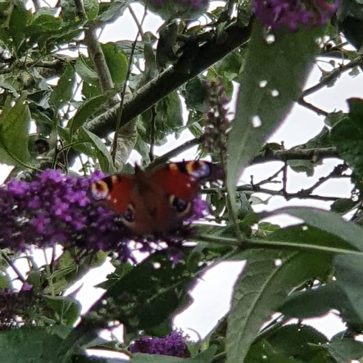 Peacock butterfly nectaring on purple flowers within bush