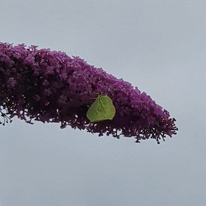Brimstone butterfly nectaring on purple flowers