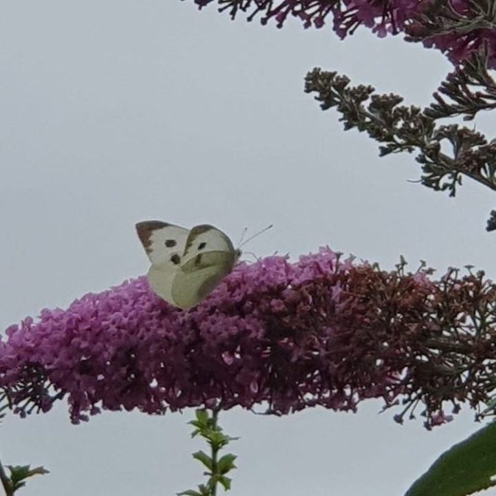 A large white butterfly nectaring on purple flowers