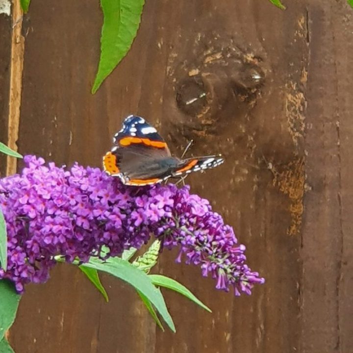 Red admiral butterfly nectaring on purple flowers, wings held open