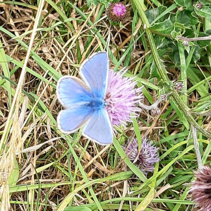 Common blue butterfly on flower, Vicki