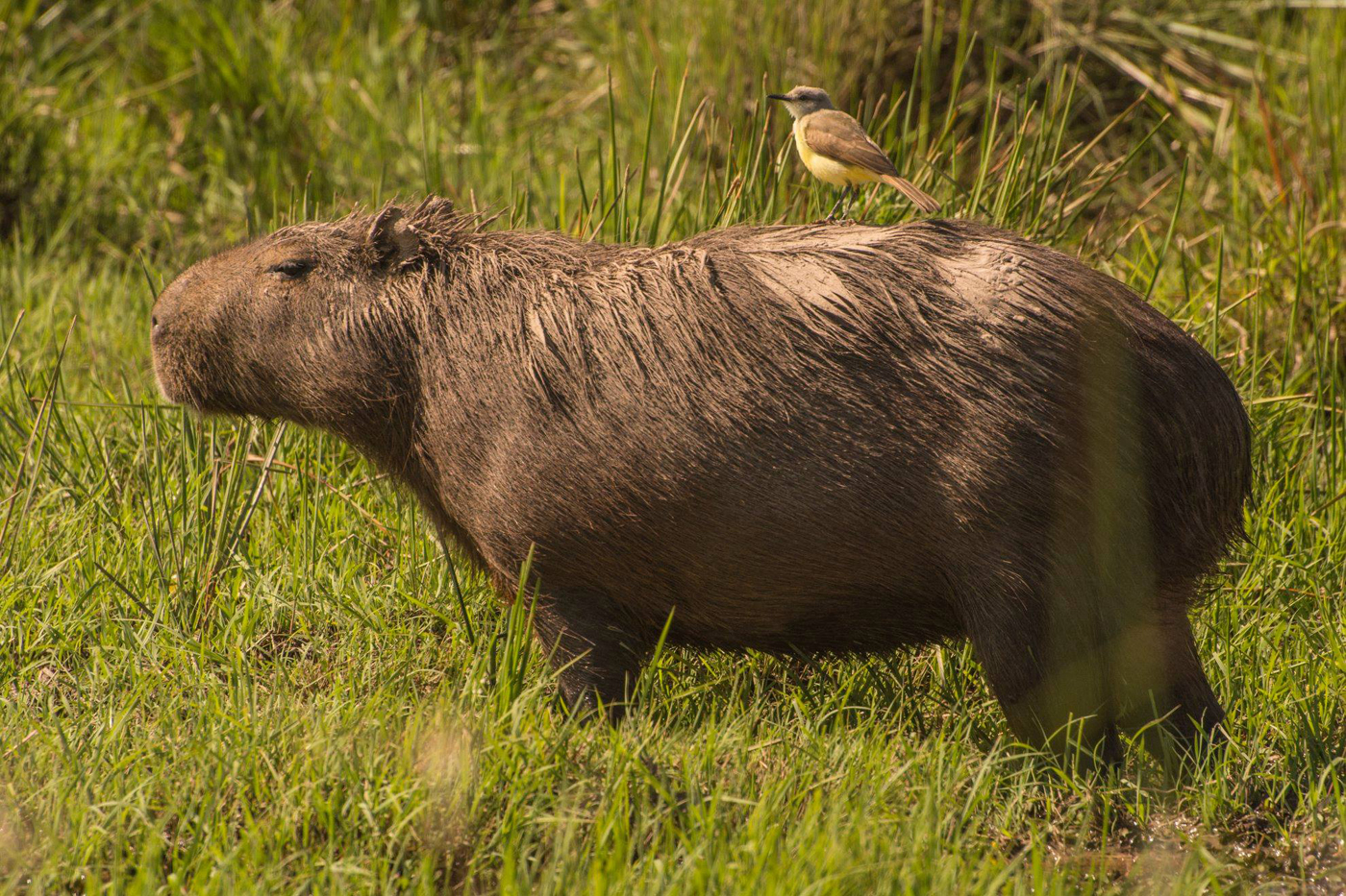 Capybara with bird perched on its back