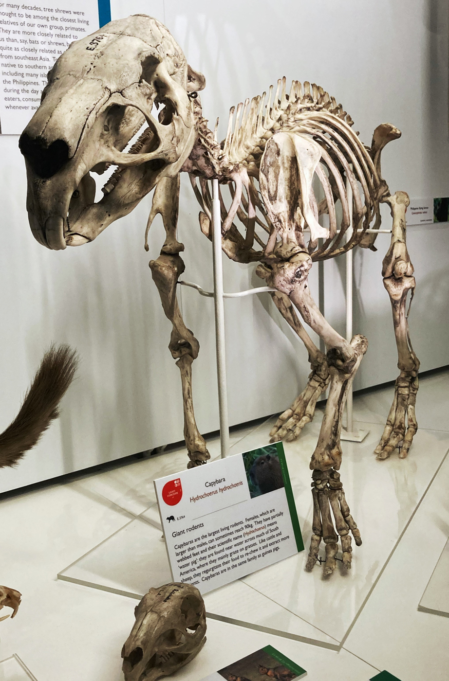 Capybara skeleton