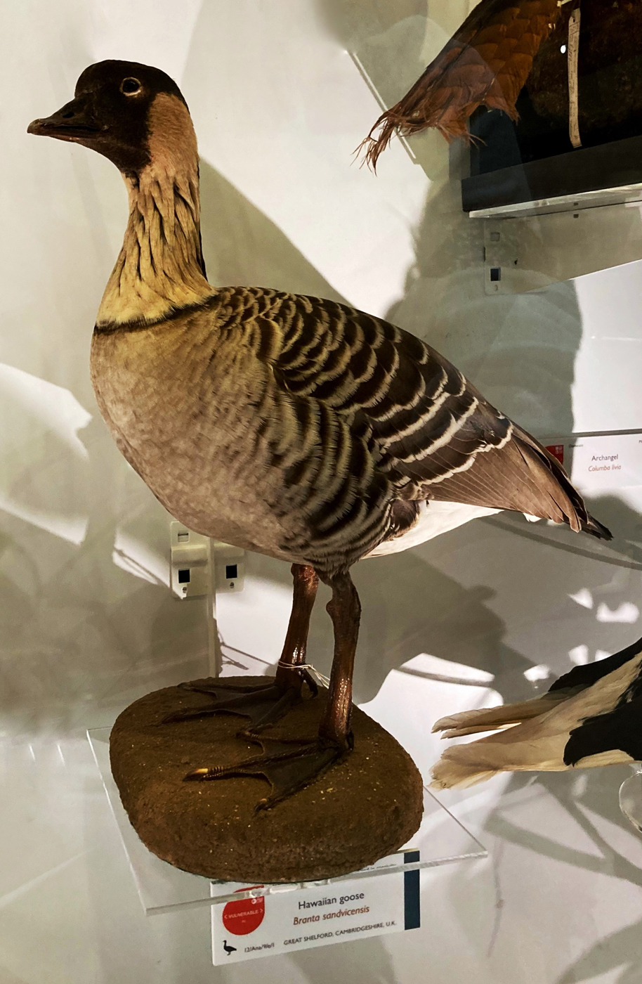 Hawaiian Goose specimen on display in the Museum of Zoology