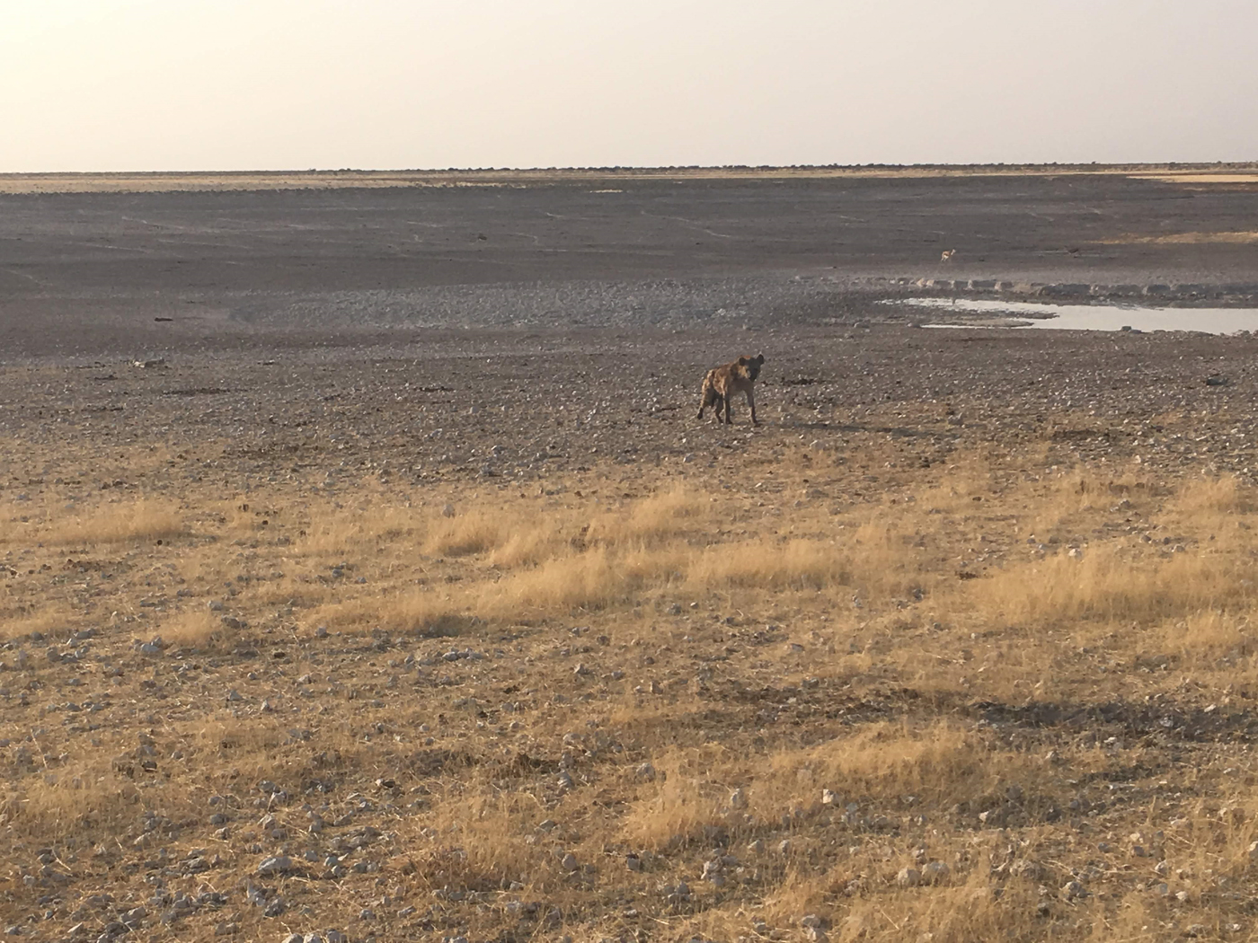 Spotted hyena in Etosha National Park