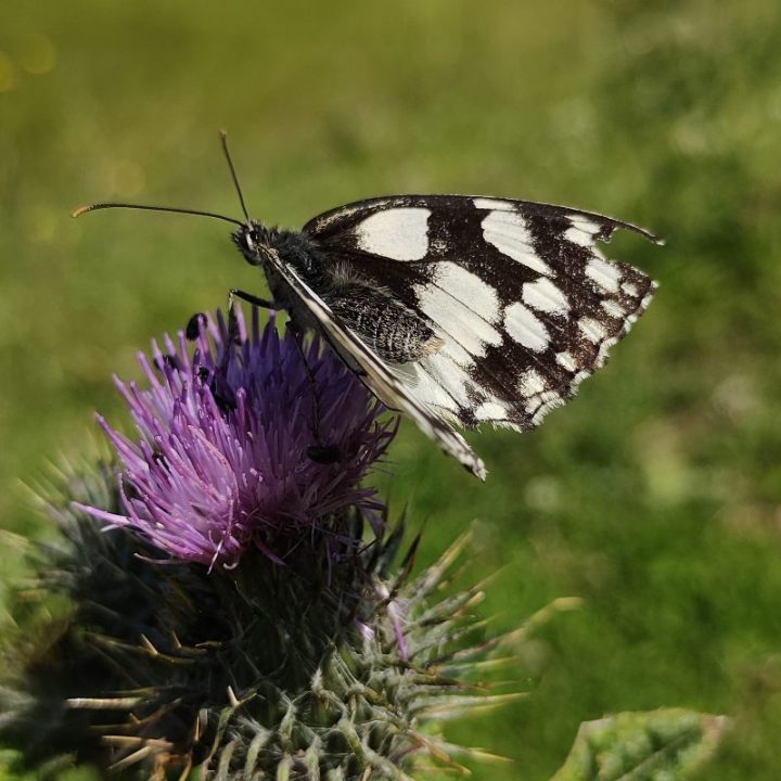 Marbled white nectaring on purple flower, by Heather
