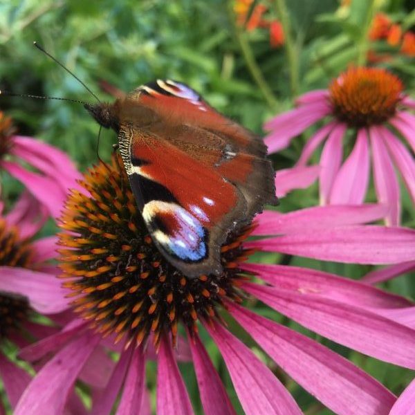 Peacock butterfly nectaring on pink flower, by Louise