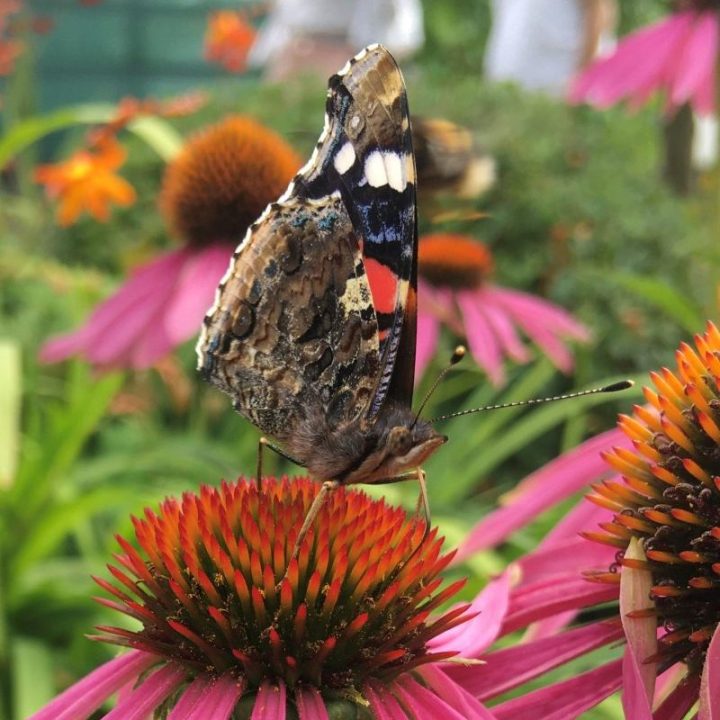 Red admiral nectaring on pink flower by Louise
