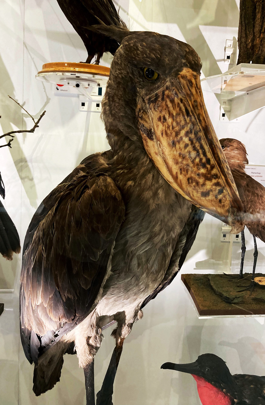 Shoebill specimen on display in the Museum of Zoology