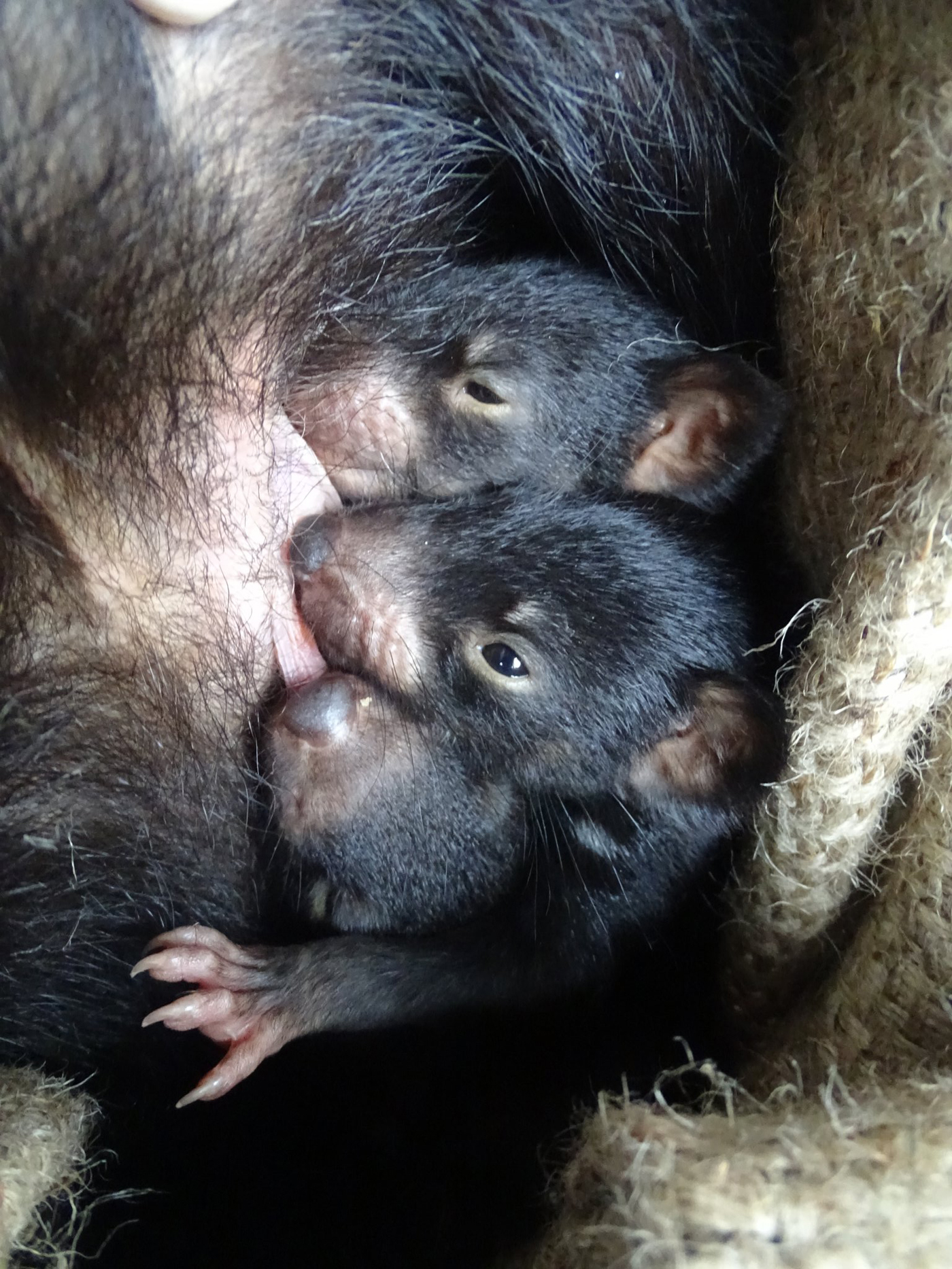 Baby Tasmanian devils