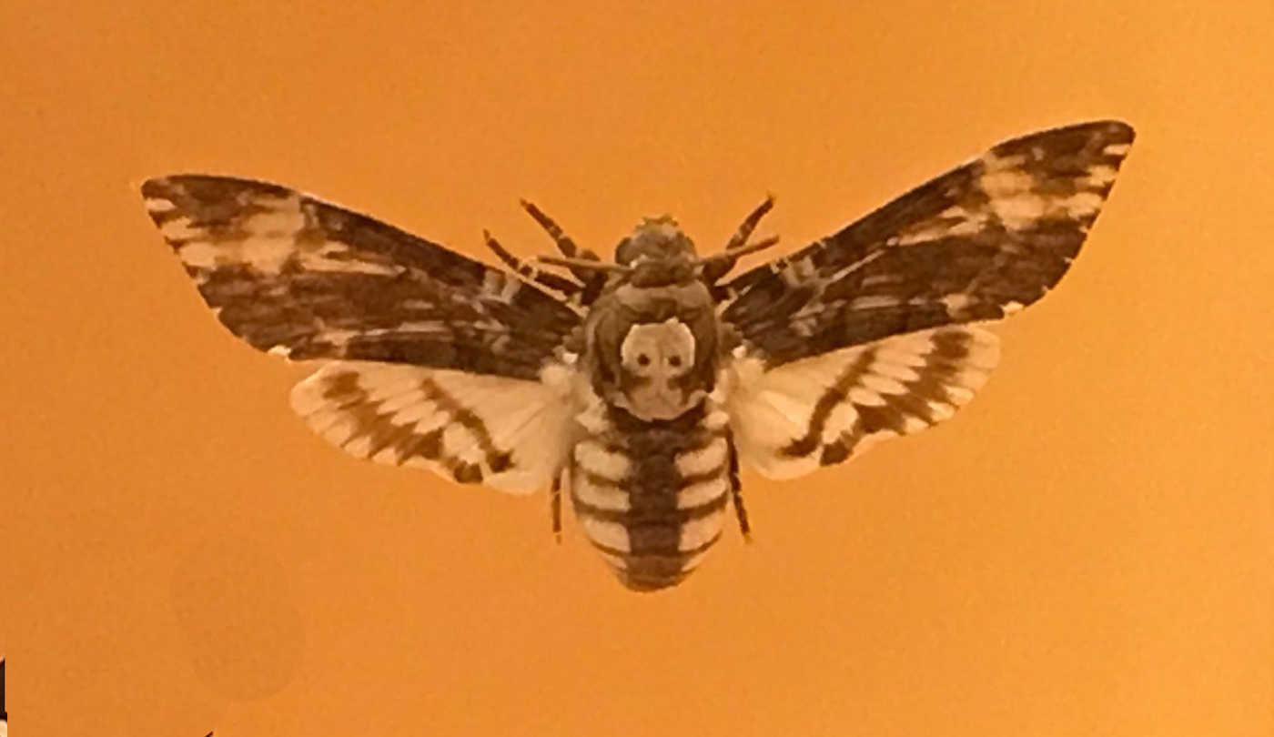 Death's head hawk moth